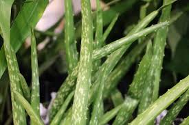 Außerhalb der wüste findet die aloe vera heute ihr zuhause auch in gärten und auf balkonen. Aloe Vera Haltung Der Pflanze Pflege Giessen Und Umtopfen