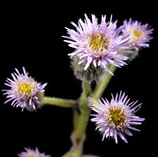 Image result for Erigeron steudelii