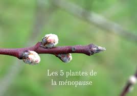 We did not find results for: Herbiolys Le Saviez Vous 5 Plantes Pour Soulager Naturellement La Menopause Phytotherapie Gemmotherapie