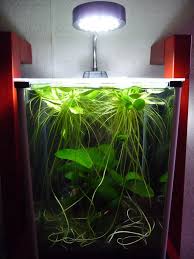 Grenouillettes Trop Envahissantes Pour Un Nano Aquarium Aquarium Nano Aquarium Pierres Jardin