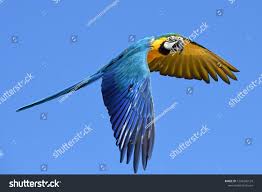 Big Parrot Macaw Nature Bird Colourful Macaw Bird Parrotmacaw Parrot Big Nature Nature Birds Graphic Design Photography Photography Jobs