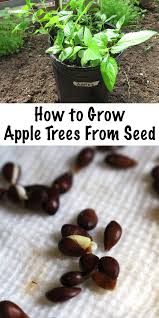 Browse 27 thorn apple tree stock photos and images available, or start a new search to explore more stock photos and images. How To Grow Apple Trees From Seed