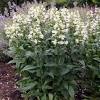This penstemon will help fill the gap in your lineup for a taller, attractive foliage option. 1