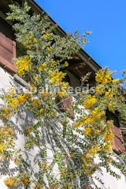 Image result for Acacia podalyriifolia