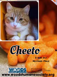 cheeto humane society society adoption