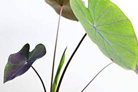 Bunga biasanya digunakan untuk mempercantik halaman atau bahkan mempercantik. Mengapa Daun Tanaman Kuping Gajah Kecokelatan Ini Penyebabnya Halaman All Kompas Com