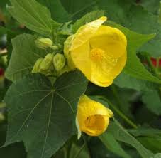 Image result for Abutilon sp.no.2