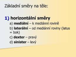 V základní anatomické poloze jsou u člověka orientovány horizontálně, kolmo na roviny sagitální i frontální. Ppt Zakladni Orientace Na Lidskem Tele Powerpoint Presentation Free Download Id 3264235