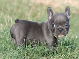The frenchie dog has a bright and lively personality but is burdened with complicated health problems. French Bulldog Puppies Picture Arizona Dog Breeders Guide