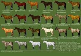Buckskin is a hair coat color of horses, referring to a color that resembles certain shades of tanned deerskin. Part 3 Bay Horse Color Chart Horse Coloring Horses
