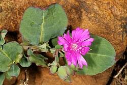 Image result for Lophiocarpus polystachyus