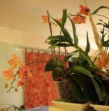 Emily l'instant culture avant de débuter, il est bon de rappeler quelques. Mon Orchidee Perd Ses Feuilles Au Secours Resolu Fleurs Journal Des Femmes