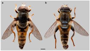 Image result for Disperis sp. nov. aff. bifida