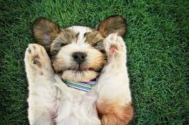 The best name for your dog is one you fall in love with, and don't mind shouting out in public. 1001 Of The Most Popular Boy Dog Names All Things Dogs All Things Dogs