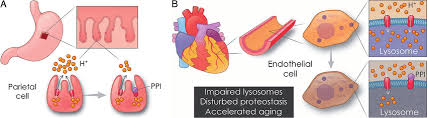 They do so by irreversibly inhibiting the stomach's h+/k+ atpase proton pump. A Physicians Have Prescribed Proton Pump Inhibitors Ppis With The Download Scientific Diagram