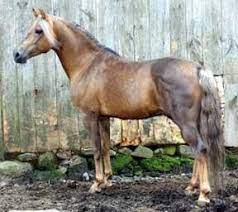 Each horse, however, must be a good representative of its type. Silver Buckskin Horse Color 126 Best Images About Chocolates Caramel Taffy Butterscotch On Pinterest Spanish Poni Horses Pretty Horses Buckskin Horse