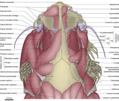 Image result for Vandellia