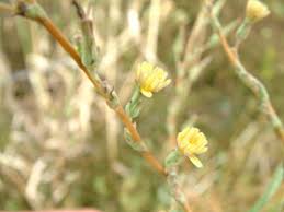 Image result for Lactuca setosa