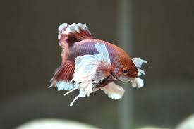 Elephant butte is the highest point or peak in arches national park. 17 Types Of Bettas Tails Colors Patterns Care Guide