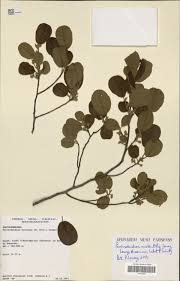 Image result for Disa stairsii