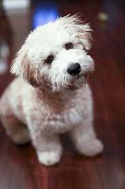 Mini Whoodle Whoodle Puppy Puppies Cute Animals