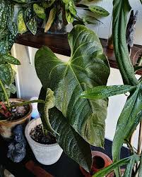 Anthurium Decipiens