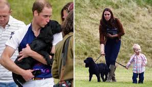 Sources said lupo was banished to the middletons' house for the festivities amid fears he could upset the royal corgis. Prince William And Kate Middleton Mourn Death Of Their Dog Lupo D Star News