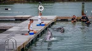 61 hawks cay blvd, duck key, fl 33050 reservations: Greats Resorts Minimalist Hawks Cay Resort Coupons Hawk Cay Resort Key West Hawks Cay Resort Kayak Hawks Cay Resort Marina Key West Hawks Cay Resort Duck Key Reviews Hawks Cay Resort Duck Key Fl Cop Cruise Like A Vip