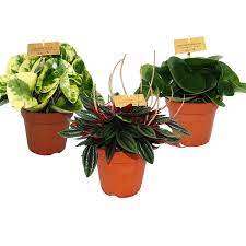 Peperomia are wonderful plants to grow indoors as they have so many features that make them how do you take care of a peperomia plant? Peperomia Set Of 3e Different Plants