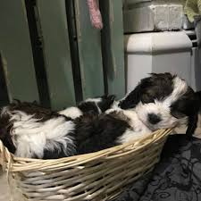 Ranges from $1,400 to $7,695. Cora S Cavapoo Puppies Home Facebook