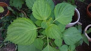 Maybe you would like to learn more about one of these? Weed Looks Like Bigleaf Hydrangea Macrophylla Please Help Identify