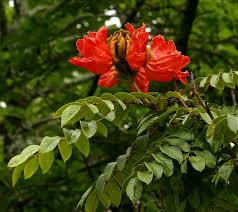 Image result for Spathodea