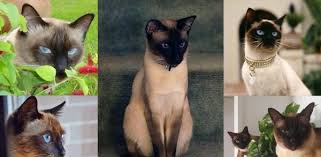The michigan siamese rescue website has a good discussion of siamese personality traits: Siamese Cat Facts Characteristics British Shorthair