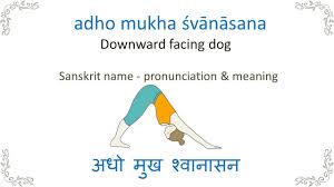 Downward Facing Dog Sanskrit For Yoga Pose Youtube