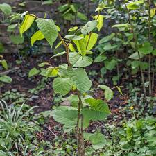 Unsere kleine rückenschule für die gartenarbeit. Unkraut Wildkraut Mein Schoner Garten