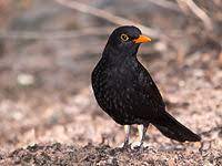 Black bird with red beak name. Common Blackbird Wikipedia