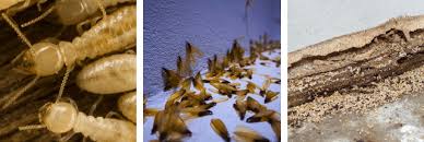 Cockroach pest control east london for homes and businesses. Massachusetts Termite Control Burgess Pest Management