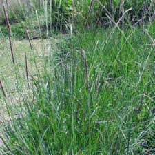 Image result for Anthephora pubescens