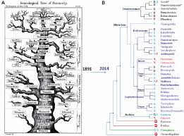 genealogy of the animal phylogeny a from ernst haeckel