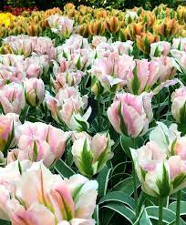 Pin On Viridiflora Green Tulips