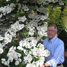 Maybe you would like to learn more about one of these? Cornus Venus Dogwood Tree Sugar Creek Gardens