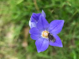 Image result for Wahlenbergia paludicola