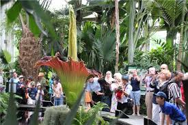 August 2014, gegen 18 uhr die blüte einer titanenwurz (amorphophallus titanum) geöffnet. Titanenwurz Bluht Diese Woche Im Rombergpark Und Wird Tierisch Stinken