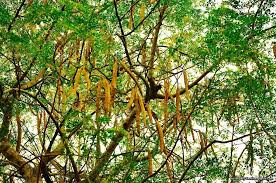 Khasiat pokok moringa | tuan hisham hashim. Pokok Kelor Cara Penanaman Dan Penjagaan Sentiasa Panas