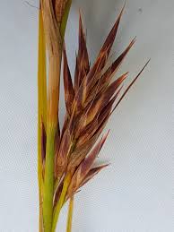 Image result for Tetraria