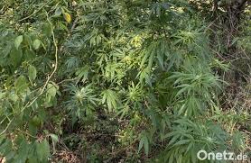 Some jurisdictions define marijuana as the whole cannabis plant or any part of it, while others refer to marijuana as a portion of the cannabis plant that contains high levels of. Marihuana Pflanzen Am Schnaittenbacher Waldrand Onetz