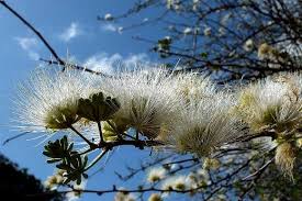 Image result for Albizia anthelmintica