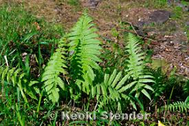 Image result for Christella