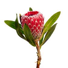 Image result for Protea