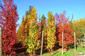 بر دونوع یابسه و سائله است و. Ù…ÙŠØ¹Ø© Ø³Ø§Ø¦Ù„Ø© Ø£Ù…ÙŠØ±ÙƒÙŠØ© Liquidambar Styraciflua Slender Silhouette Altingiaceae Sms Marmara Group